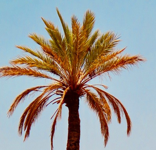 Palm trees in the Todra Gorge