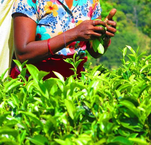 Woman plucking teain Knuckles Range, Sri Lanka