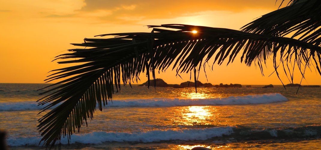 Palm tree sunset view in Hikkaduwa Beach, Sri Lanka