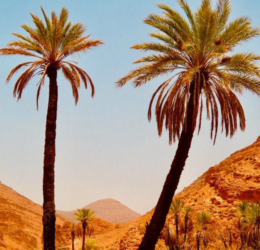 Palm trees in the Todra Gorge